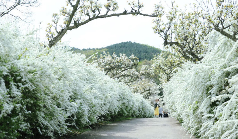보령무궁화수목원여행사진