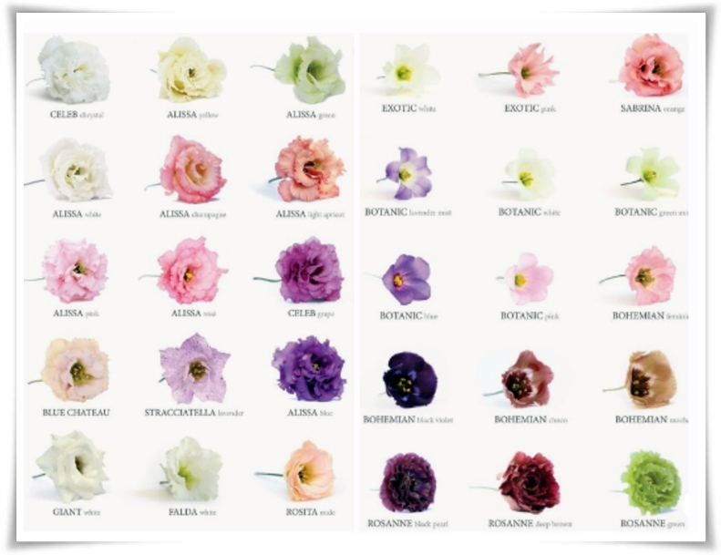 화초 &quot;리시안셔스&quot; 장미인 듯 장미 아닌 변치 않는 사랑의 꽃!