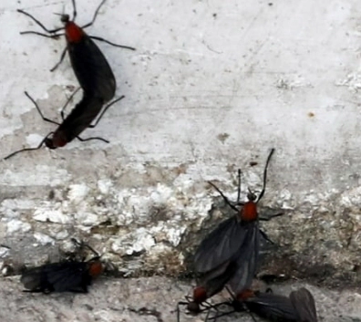 러브버그 출몰 시기 및 러브버그는 익충인가 해충인가?