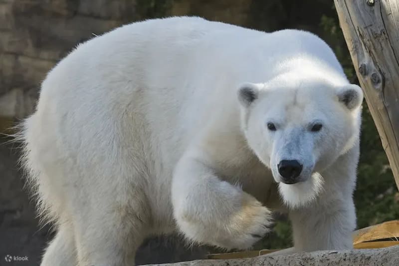 샌디에이고 동물원 입장권 티켓 예매 할인