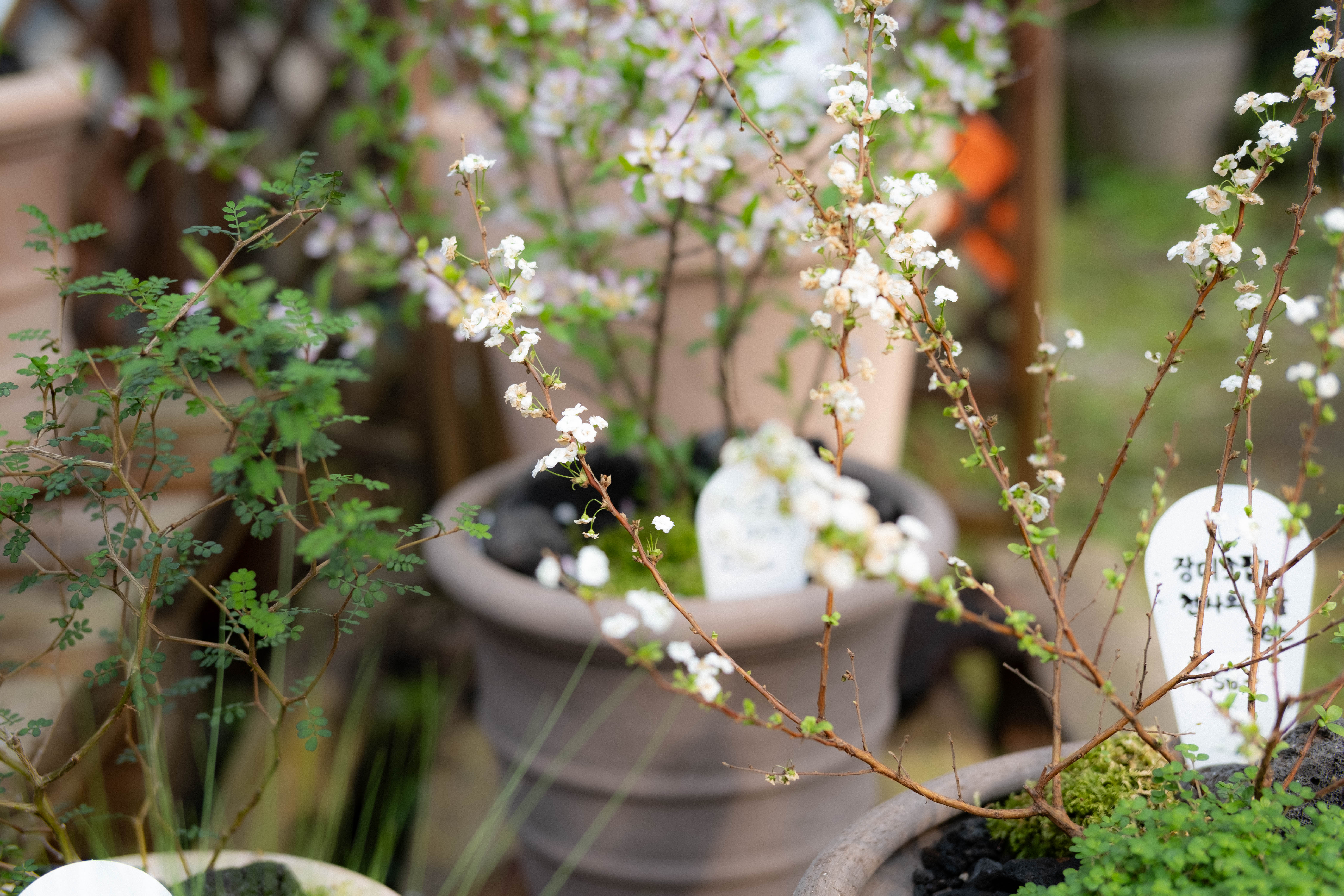 산앵두