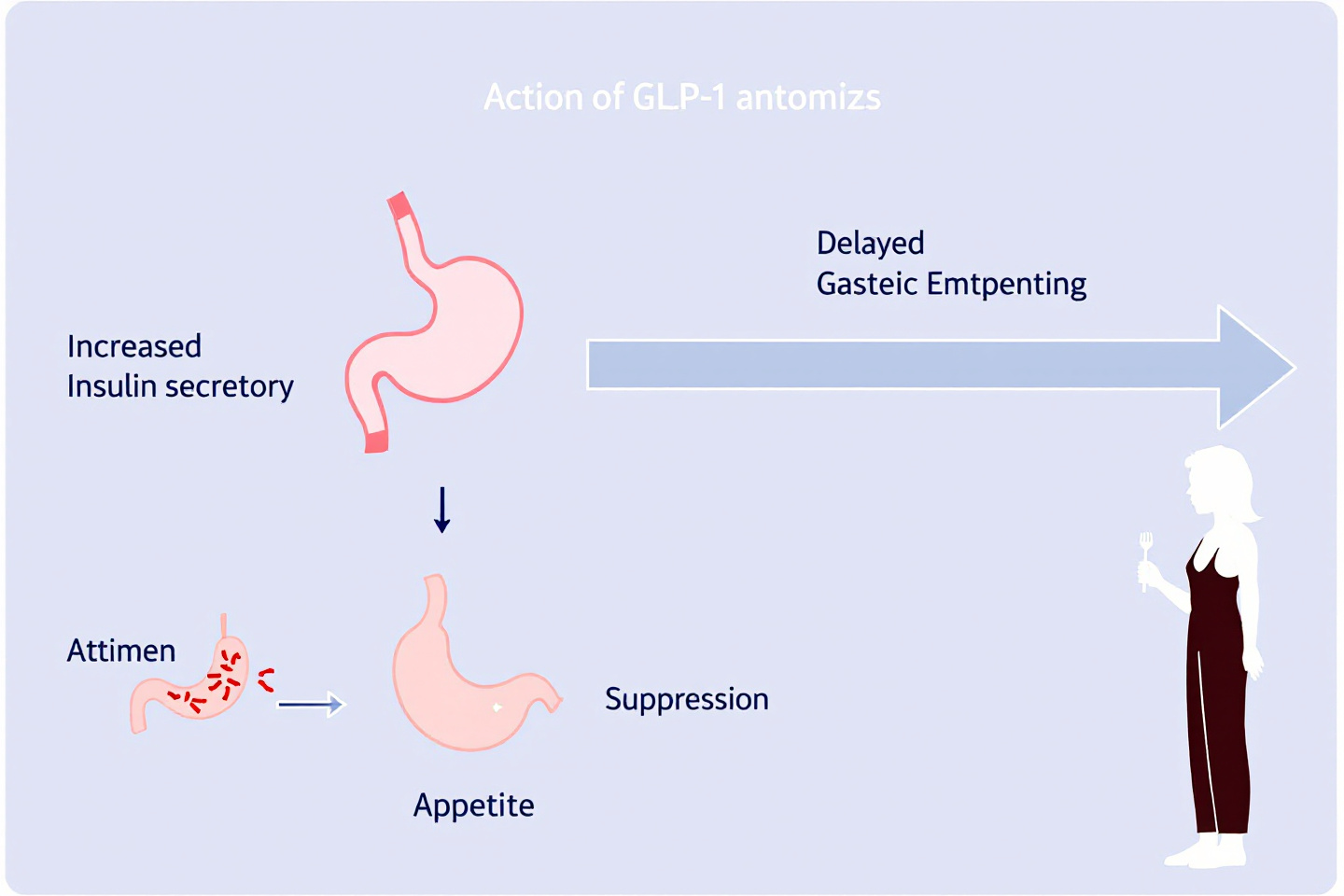 GLP-1 작용제의 작용 메커니즘을 도식화한 이미지: 인슐린 분비 증가, 위 배출 지연, 식욕 억제 등 포함"