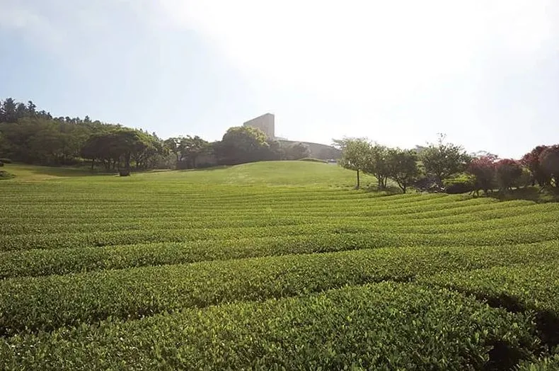 제주도-서쪽-카페-오설록-티뮤지엄-녹차밭
