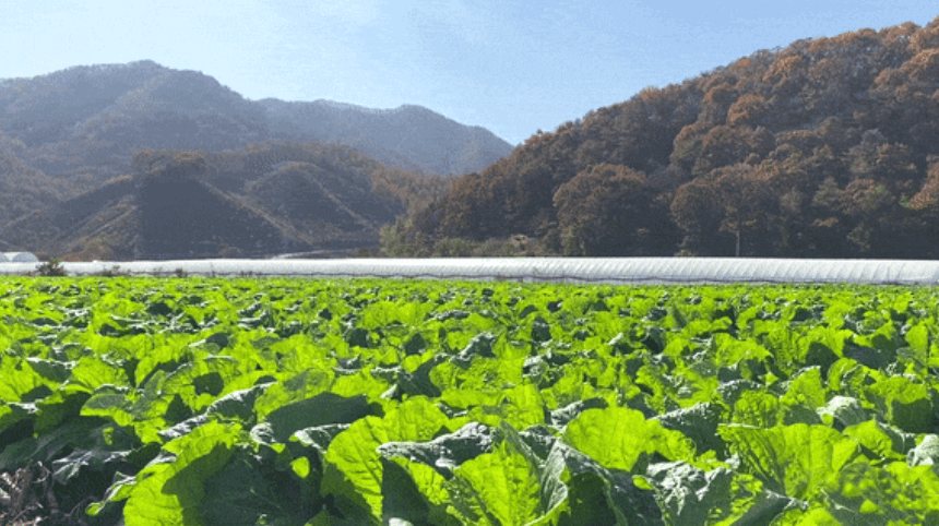 절임배추 추천 BEST 5