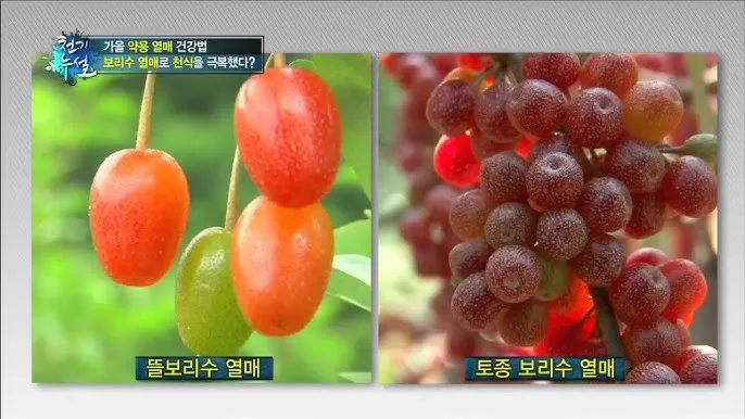보리수 열매 부작용 증상 효능 관련 정보 총정리_8