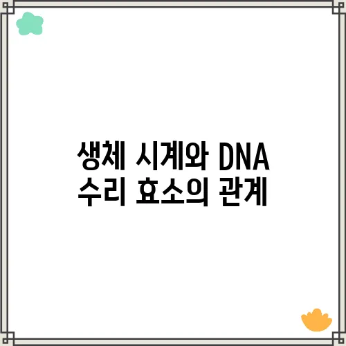 생체 시계와 DNA 수리 효소의 관계
