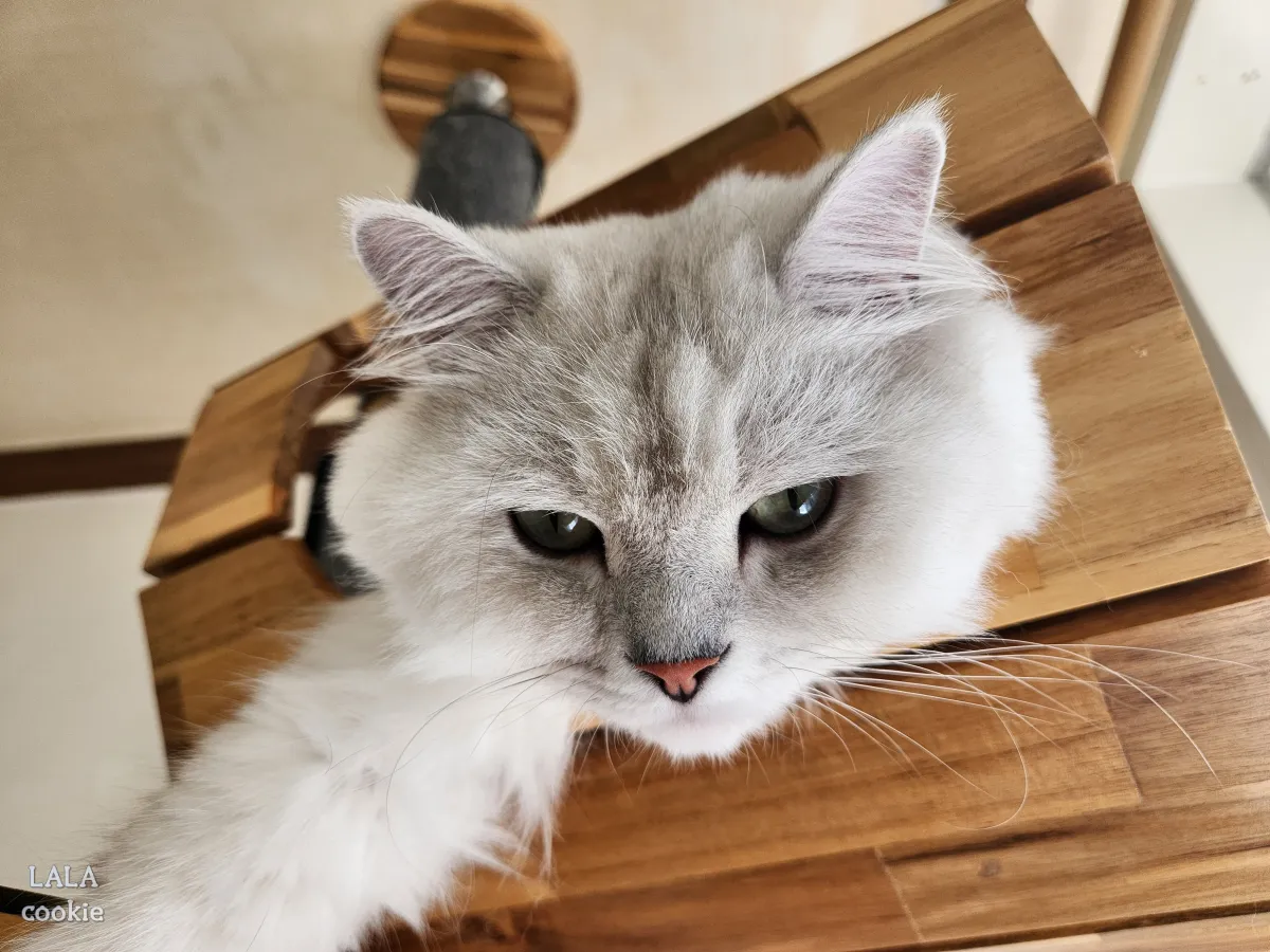 추석-선물-추천-스타벅스-제품-구경하는-고양이