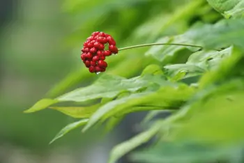 인삼 가격&amp;#44; 효능과 부작용