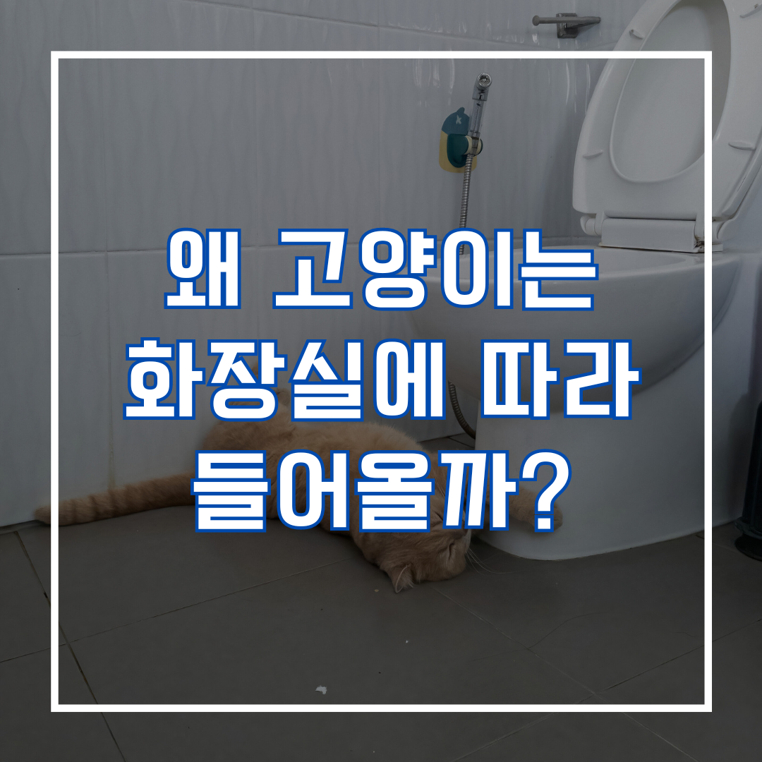 왜 고양이는 화장실에 따라 들어올까?