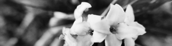 천리향 키우기: 햇빛, 온도, 흙