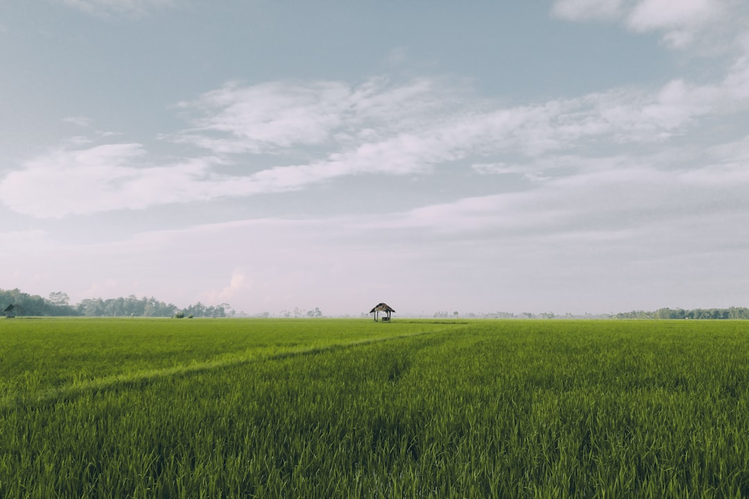 Agricultural land