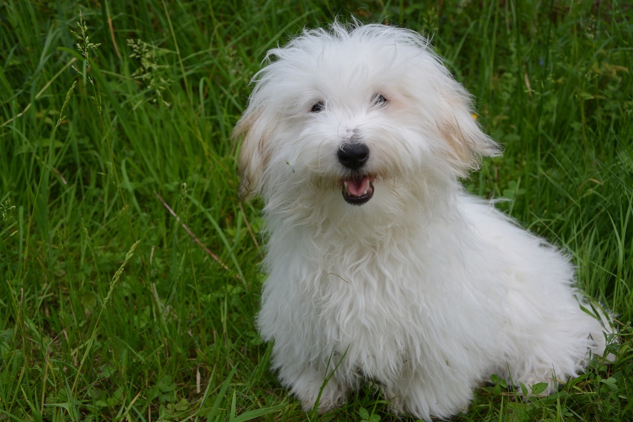꼬똥 드 툴레아(Coton de Tulear)5
