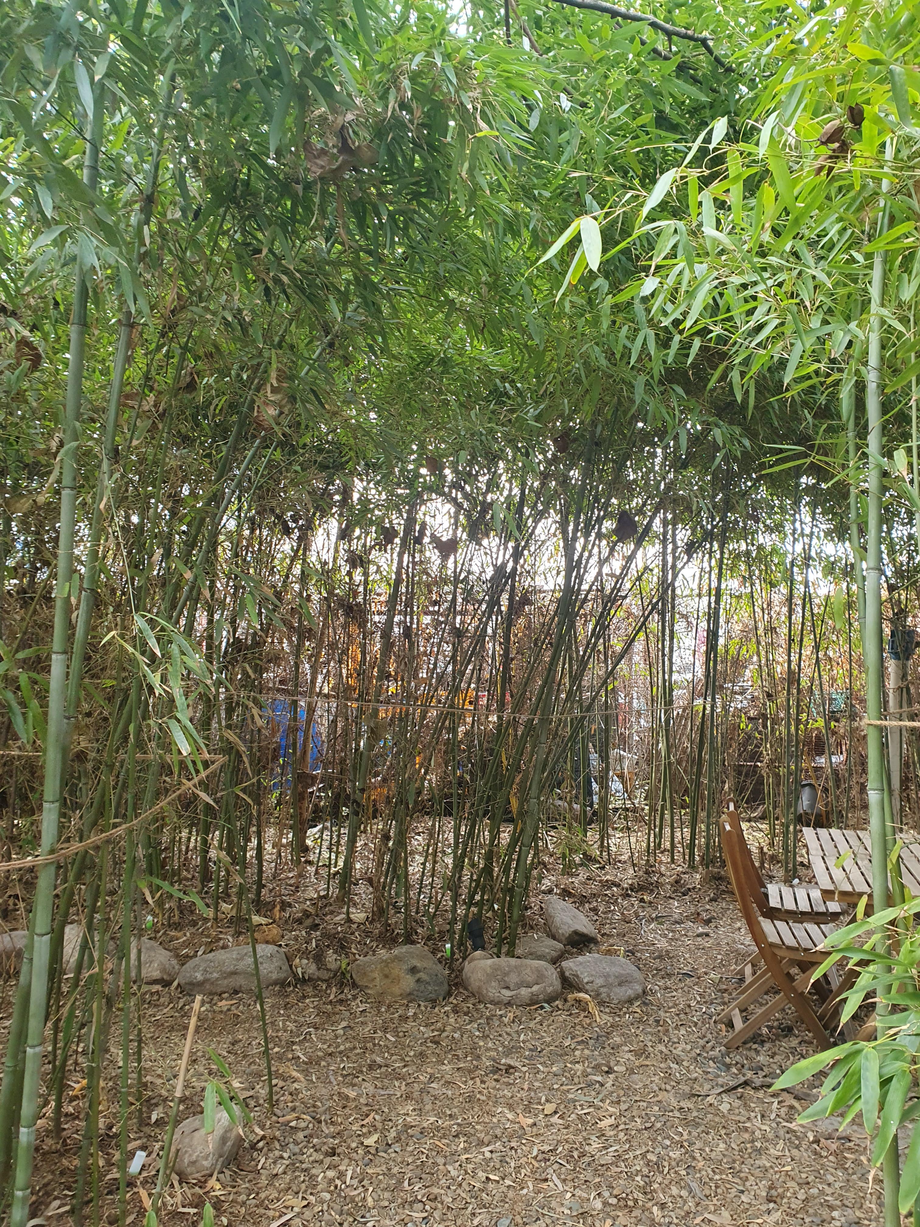 태국 요리전문점 치앙마이 방콕 레스토랑 입구 대나무숲