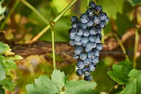 템프라니요(Tempranillo)