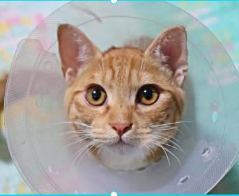 고양이 중성화 수술지원금 신청방법