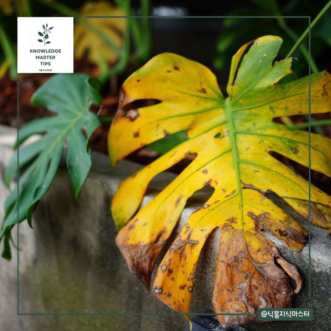과습 또는 물 부족으로 인한 잎 노란 현상
