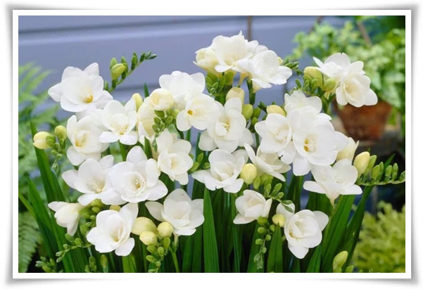 "프리지아" 봄을 알리는 황금빛 향기, 그 매력과 재배의 모든 것!