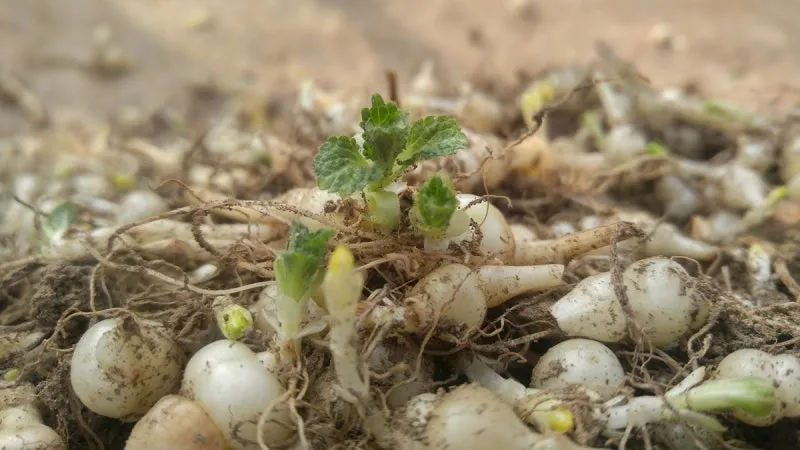 초석잠 재배 씨눈 맞추기 보온 피복 수확 정리_3