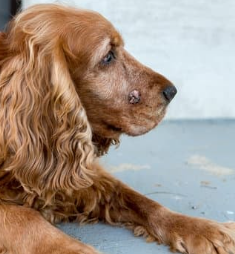 강아지 몸에 혹? 악성종양 구분 세포검사 후기