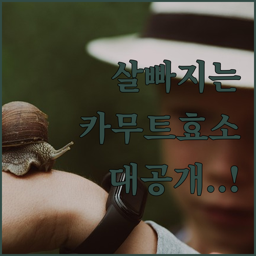 탄수화물 분해 돕는 카무트 효소 추천..