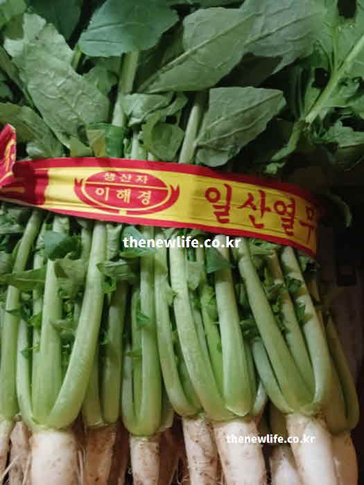 열무 효능 부작용 주의사항 차가운 성질