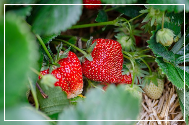 딸기밭 사진