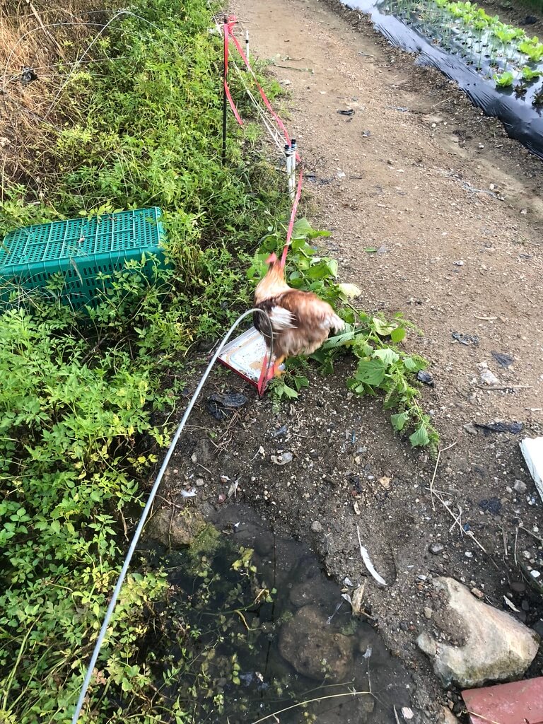 주말_농장에_있는_닭