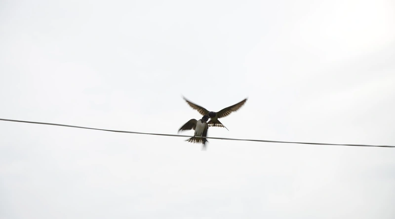 전선 코드의 종류