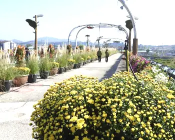 함평 국화축제_8