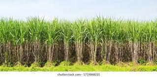 폴리코사놀 효능 부작용 (3주 섭취 후기)