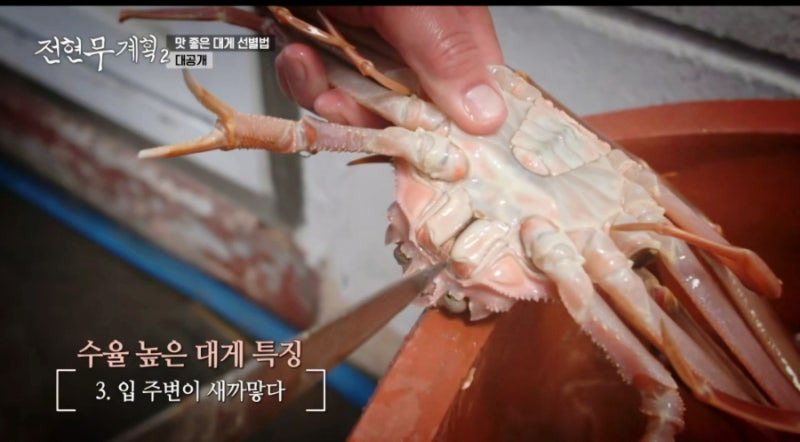 전현무 계획 2 영덕 대게 집