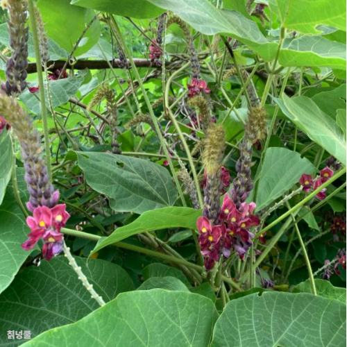 칡꽃