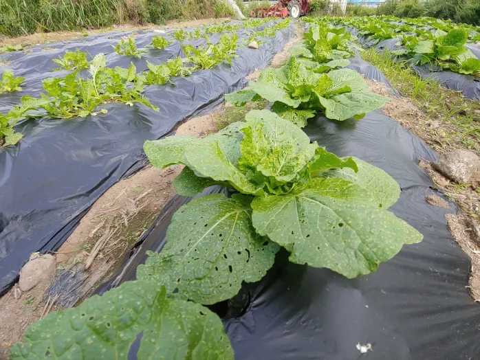 김장 배추 재배 파종 모종 웃거름 결구 수확 타이밍_7