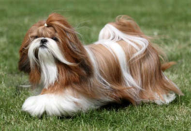 시츄의 체중 관리.