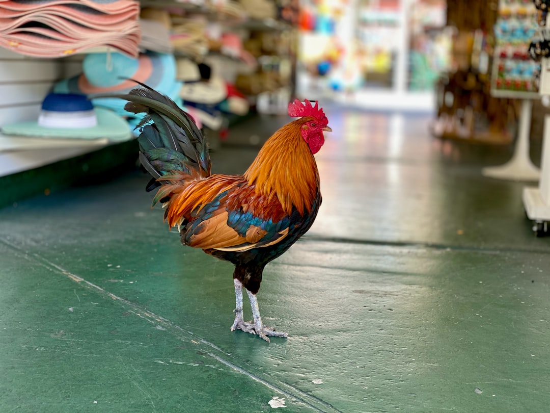 Chicken