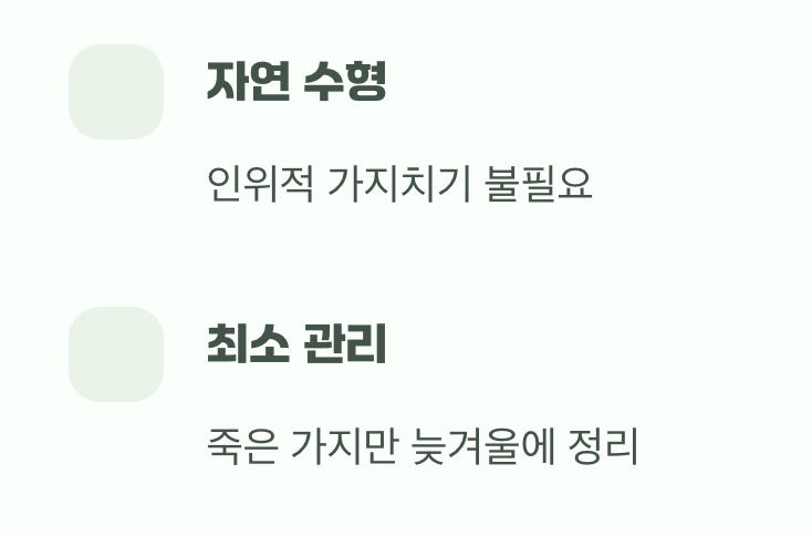 비결 4. 그대로의 멋&amp;#44; &amp;#39;자연스러운 수형&amp;#39;