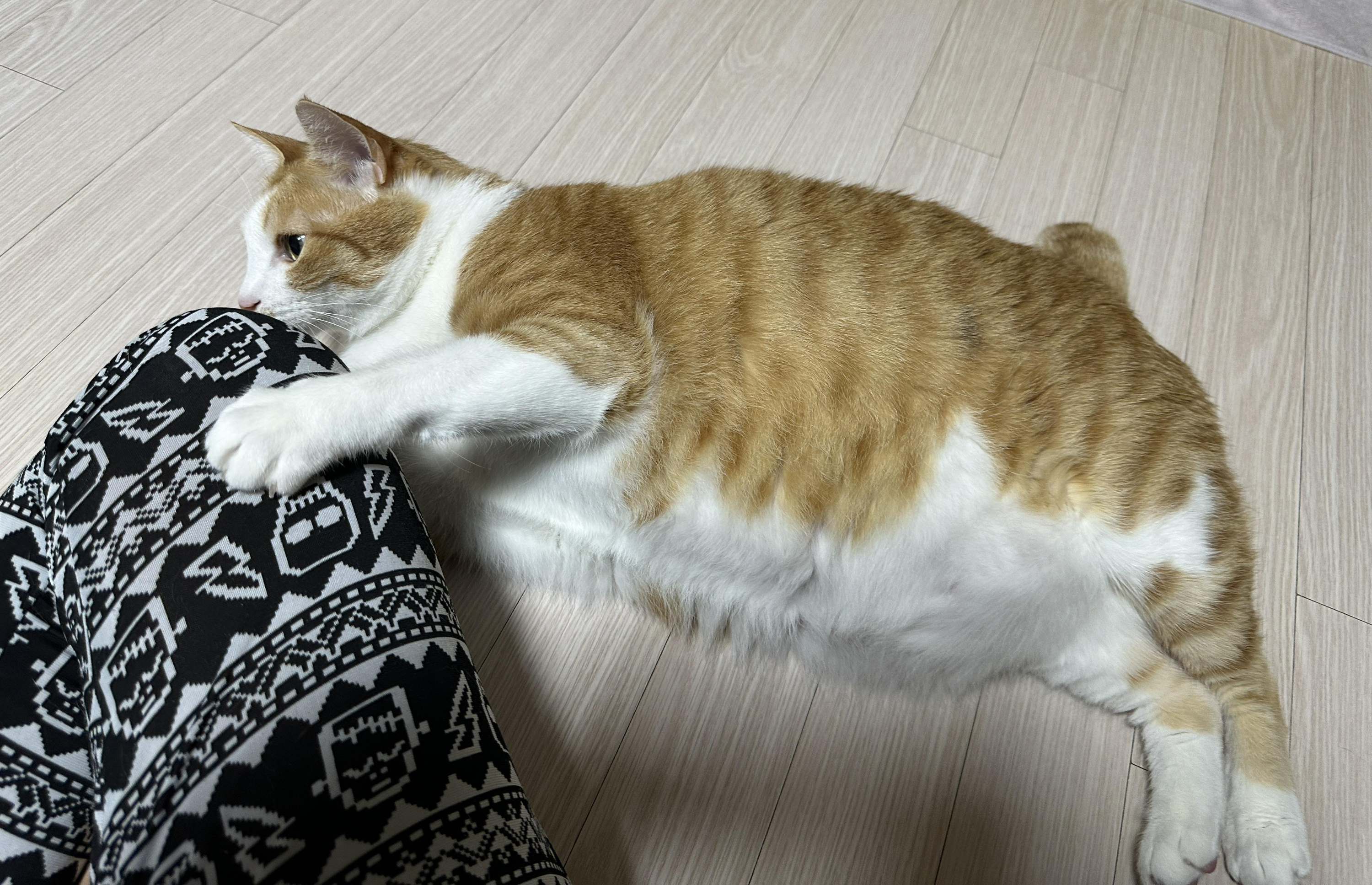 리본-끈-하나로-장난꾸러기로-변해-버린-호야-(feat.-많이-밝아진-다다)