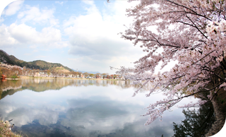 진해 군항제 일정 및 주차장 정보