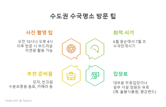 수도권 수국명소 추천 7곳, 도심 속에서 만나는 수국의 향연