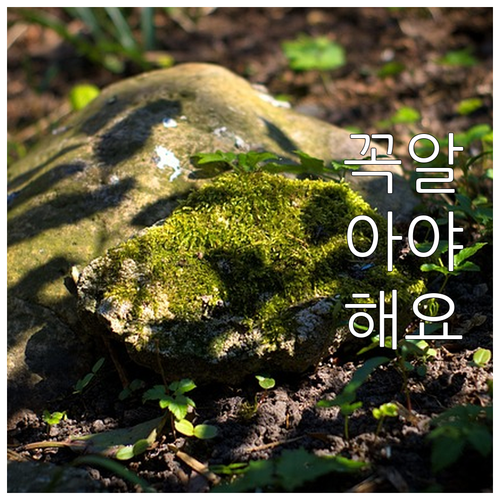 2025 금천구민 무료 안전망! 자동..