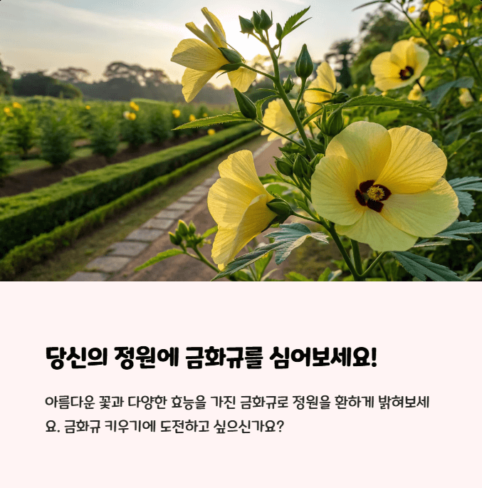 금화규