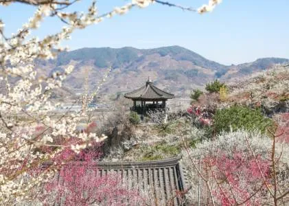 2024 광양매화축제 행사 안내