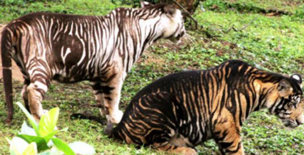 흑호랑이-두마리-숲속에-걸어가는-모습