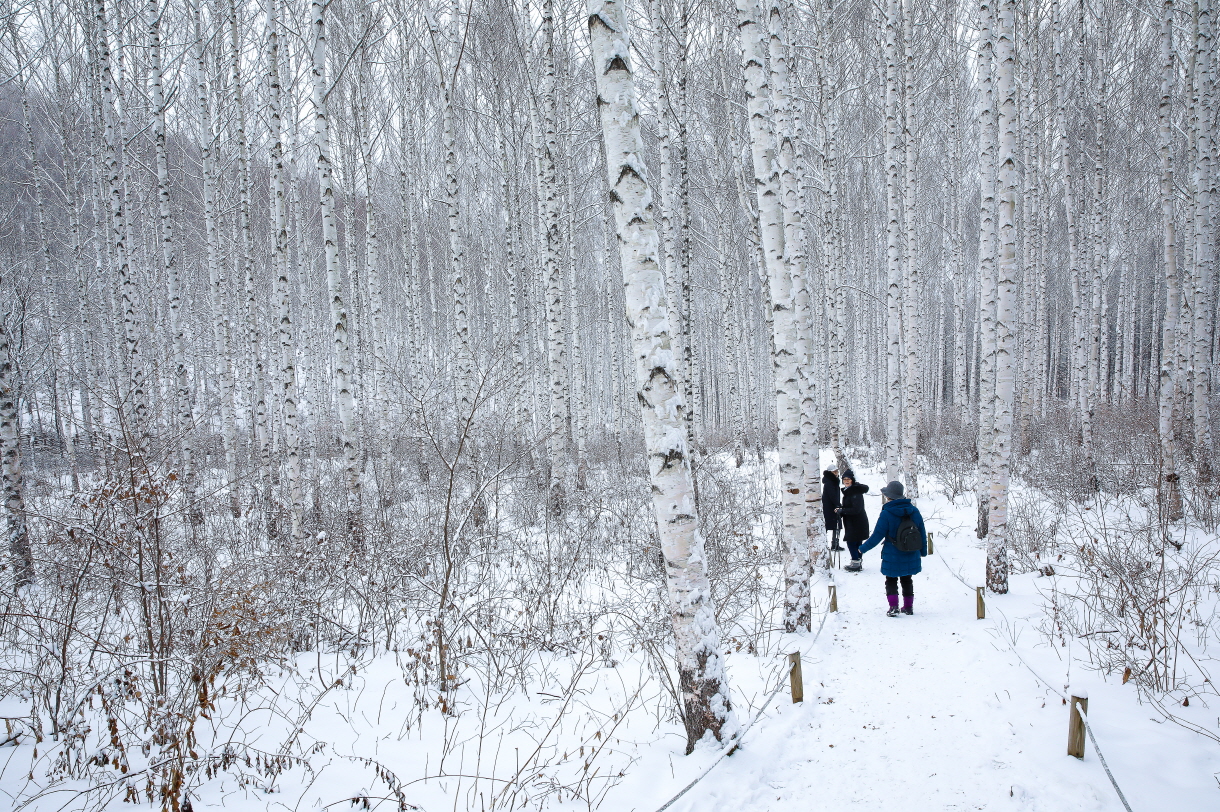 인제 원대리 자작나무숲 (강원도)