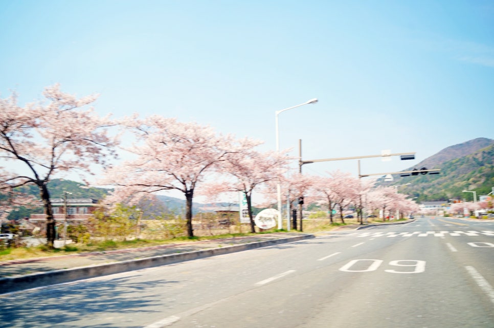 벚꽃명소