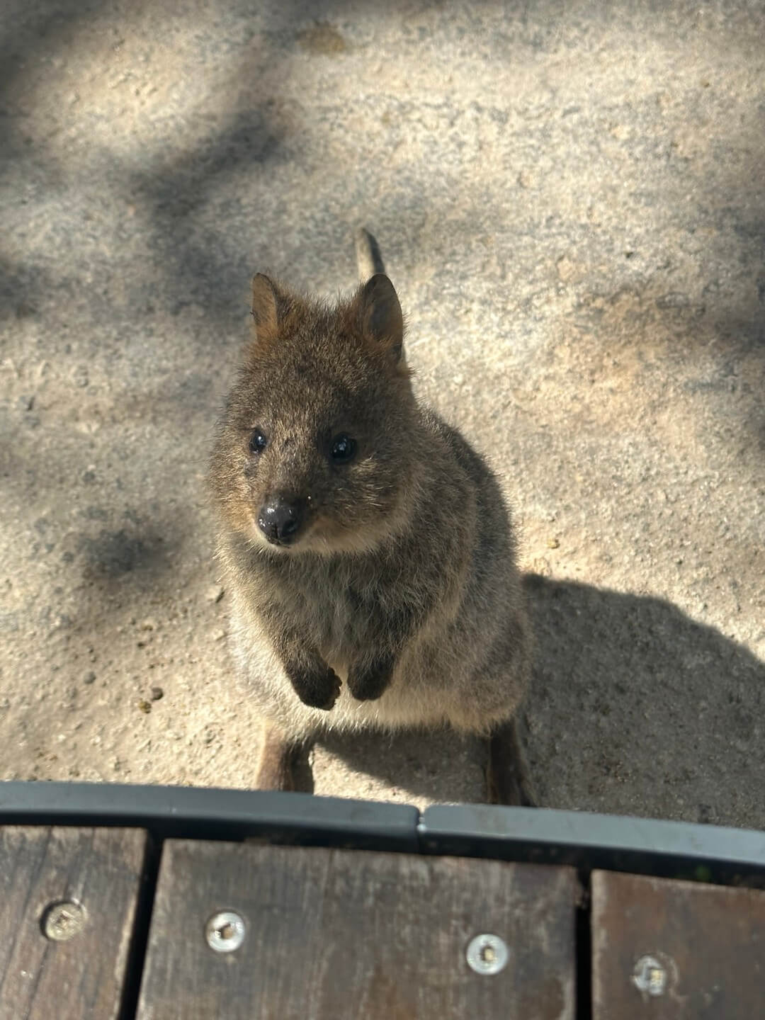호주 퍼스 여행정보, 쿼카 로트네스트 섬, 칼바리 피나클스 투어