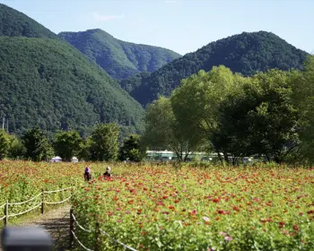 평창 백일홍 축제_22