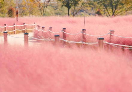 가을 꽃-핑크 뮬리