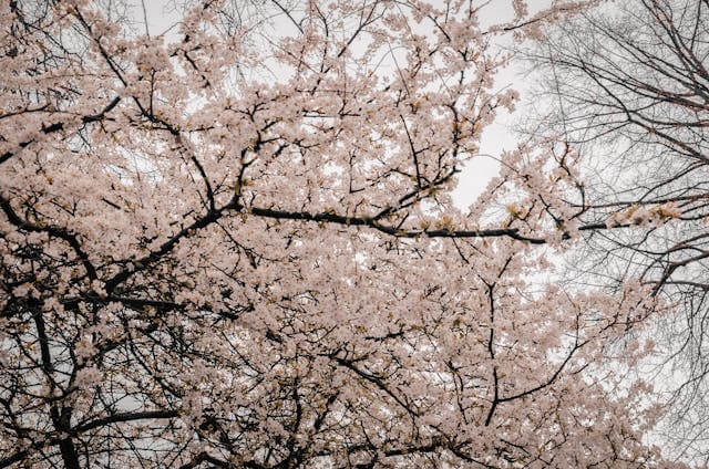 벚꽃