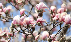 여행-태안-천리포수목원